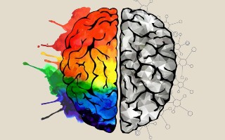 Brain Development Brain Development