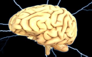 brain (1) brain 1 1